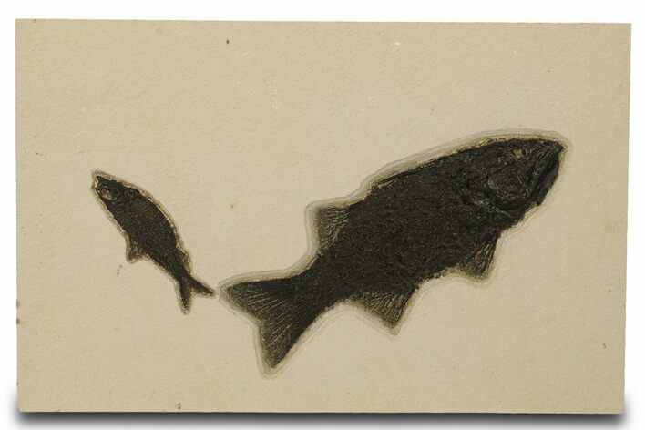 Multiple Fossil Fish (Mioplosus & Knightia) Plate - Wyoming #383029
